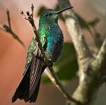 Colibri à queue bronzée