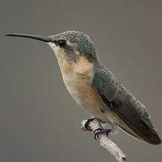 Colibri à queue courte