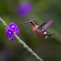 Colibri bourdon