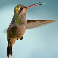 Colibri circé