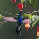 Colibri d'Anaïs