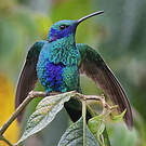Colibri d'Anaïs