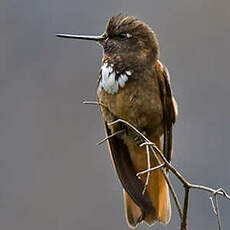 Colibri de Castelneau