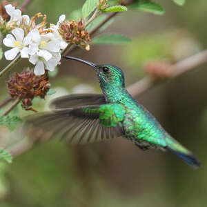 Colibri de Goudot