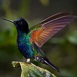 Colibri de Jardine