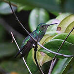 Colibri de Julie