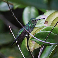 Colibri de Julie