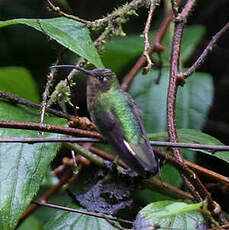 Colibri de Lafresnaye