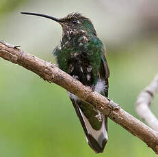 Colibri de Lafresnaye