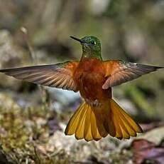 Colibri de Matthews