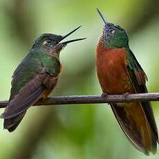 Colibri de Matthews