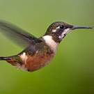 Colibri de Mitchell