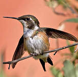 Colibri de Mulsant