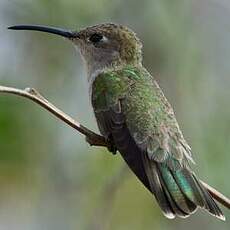 Colibri de Tumbes