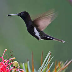 Colibri demi-deuil
