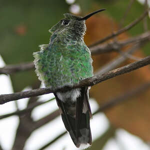 Colibri des tépuis