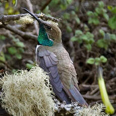 Colibri estelle