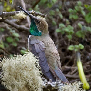 Colibri estelle