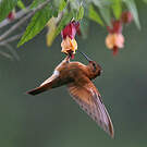 Colibri étincelant