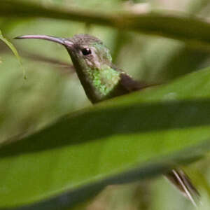 Colibri guaïnumbi