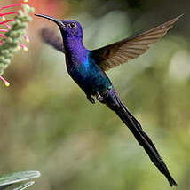 Colibri hirondelle