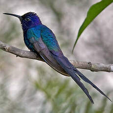 Colibri hirondelle