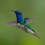 Colibri jacobin