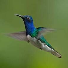 Colibri jacobin