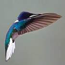 Colibri jacobin