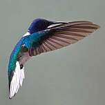 Colibri jacobin