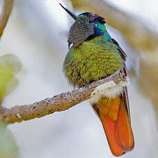 Colibri lumachelle