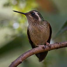 Colibri moucheté