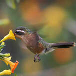 Colibri moucheté