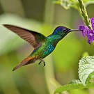 Colibri oenone