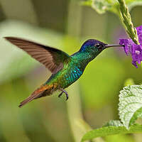 Colibri oenone