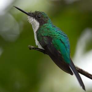 Colibri oreillard