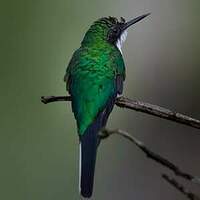 Colibri oreillard