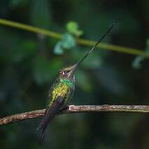 Colibri porte-épée