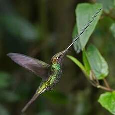 Colibri porte-épée