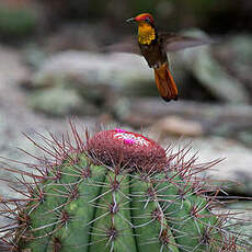 Colibri rubis-topaze