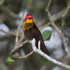 Colibri rubis-topaze