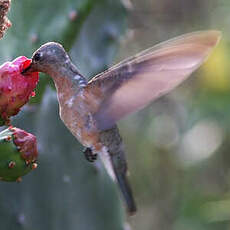 Colibri trompeur