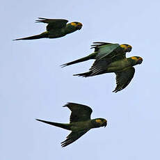 Conure à joues d'or