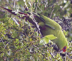 Conure à long bec