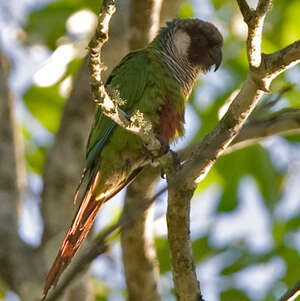 Conure à poitrine grise