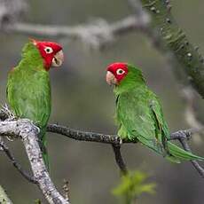 Conure à tête rouge