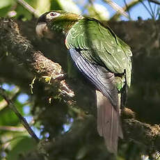 Conure aile-de-feu