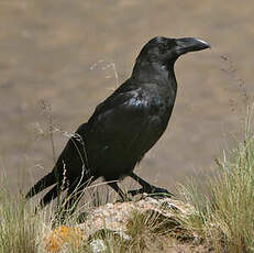 Corbeau à gros bec