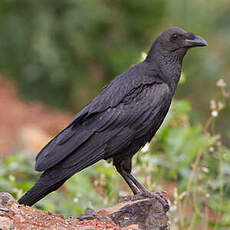 Corbeau à queue courte