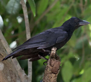 Corbeau calédonien